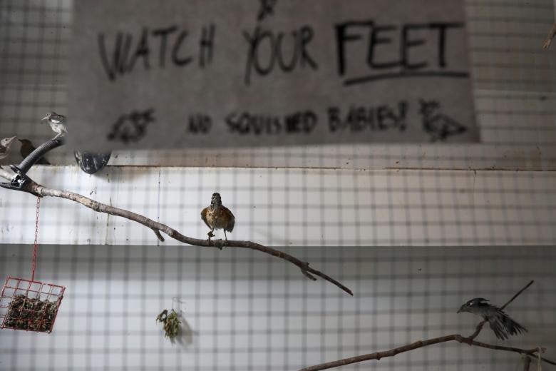 تصاویر | بیمارستانی برای پرندگان مجروح 